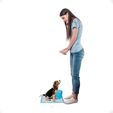 Imagen de Pañal De Entrenamiento Para Perros Y Cachorros Resistentes a líquidos x 100